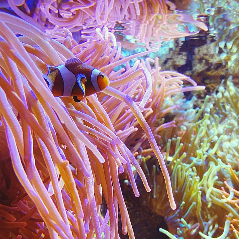 A clownfish